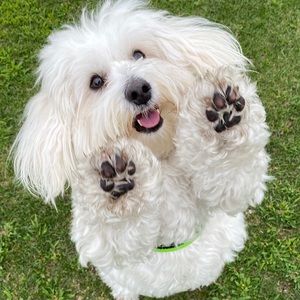 Gratitude-proceeds for Rufus’ surgery 🐶💕 #poshforpaws